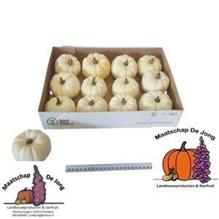 <h4>Cucurbita Pepo Baby Boo</h4>