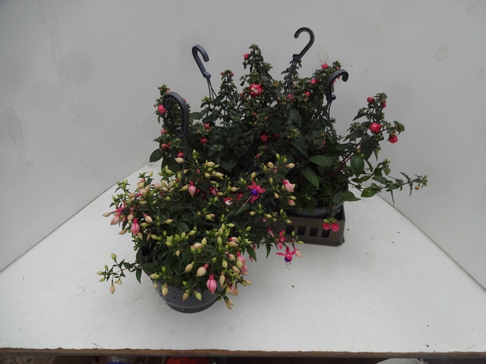 <h4>FUCHSIA GEM</h4>