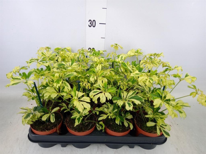 <h4>Schefflera arbor. 'Janine'</h4>