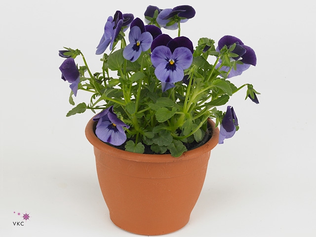 Viola corn. 'Evo Mini Denim Jump U'