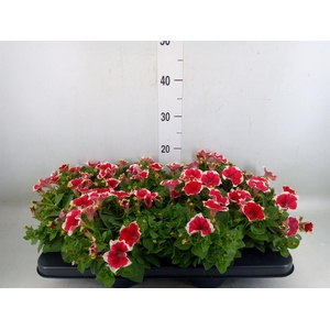 Petunia   ...