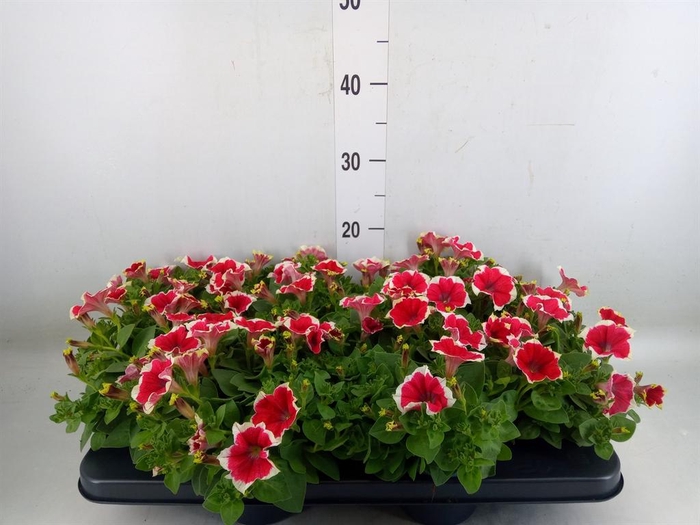 <h4>Petunia ...</h4>