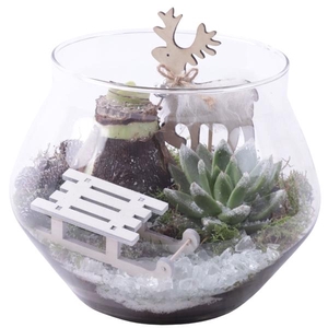 Christmas Arr. Amaryllis Glass UFO Vase Ø20cm 2PP