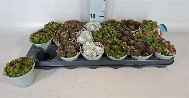 <h4>SEMPERVIVUM MIX P9</h4>