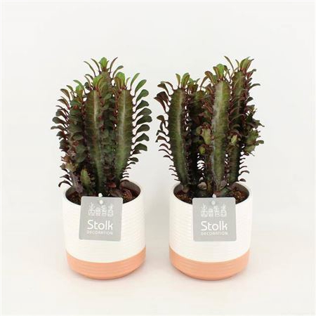 <h4>Euphorbia Trigona Rubra Milou Keramiek</h4>