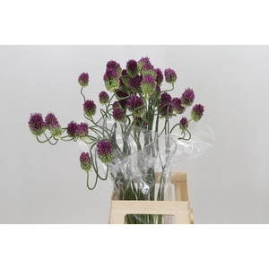 Allium Dancing Tancho