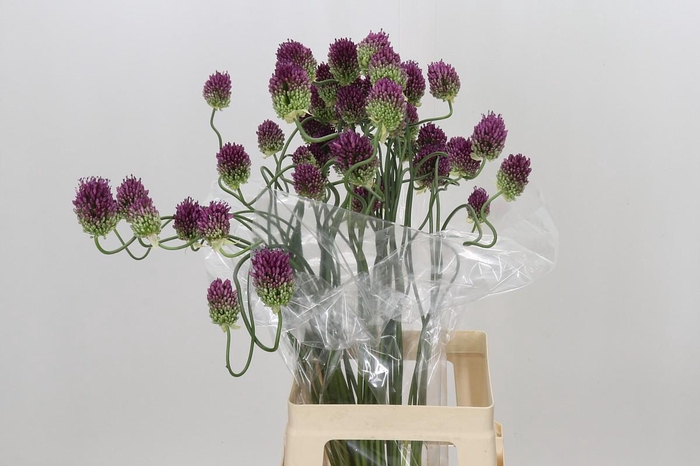 <h4>Allium Dancing Tancho</h4>