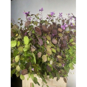 LUNARIA ANNUA PURPLE