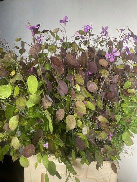 <h4>LUNARIA ANNUA PURPLE</h4>