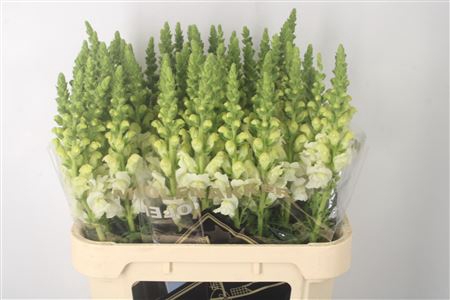 <h4>Antirrhinum Nl. White Ivory Potomac</h4>