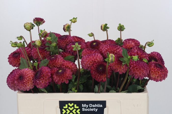 <h4>Dahlia Burlesca</h4>