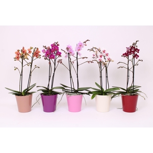 Phal. Multi 2-tak mix in Maria mix keramiek