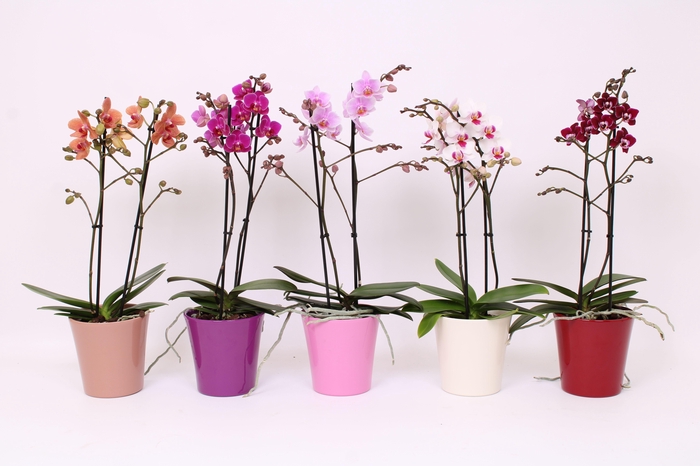 <h4>Phal. Multi 2-tak mix in Maria mix keramiek</h4>