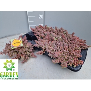 SEDUM CY SACHALIN