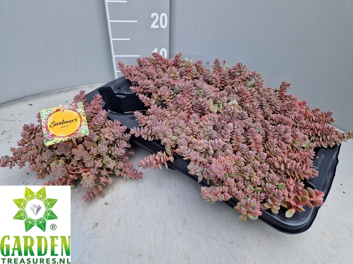 <h4>SEDUM CY SACHALIN</h4>