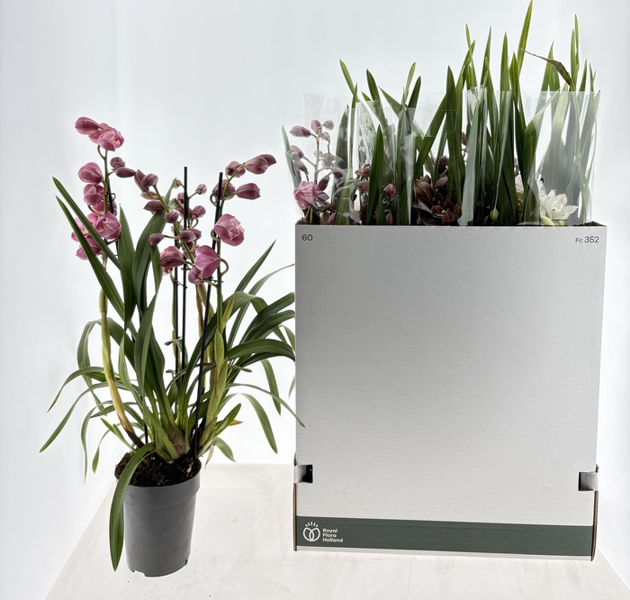 <h4>CYMB GEMENGD</h4>