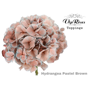 HYDR M PASTEL BROWN 75 CM