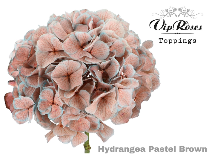 Hydr M Pastel Brown 75 Cm