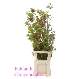 Enkianthus Campanulatus