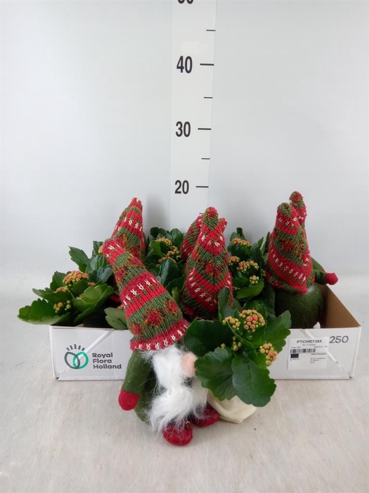 <h4>Arr. Kerst L%</h4>