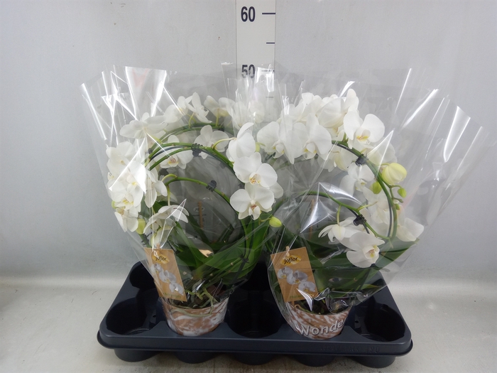 <h4>Phalaenopsis   ...</h4>