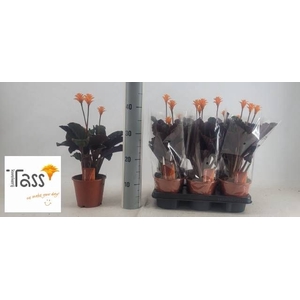CALAT CROCATA