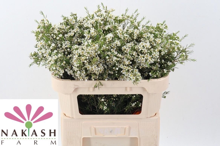 <h4>Cham Un Arbel</h4>