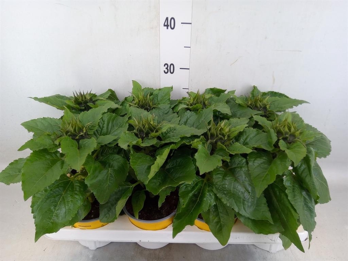 <h4>Helianthus an. 'Sunsation'</h4>