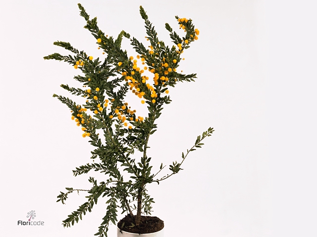 Acacia paradoxa