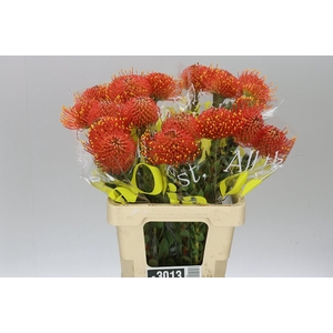 Leucospermum Gold Dust