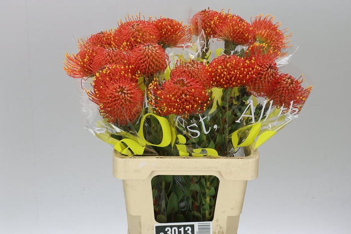 <h4>Leucospermum Gold Dust</h4>