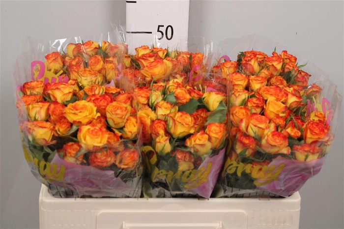 <h4>R Tr Eyeliner</h4>