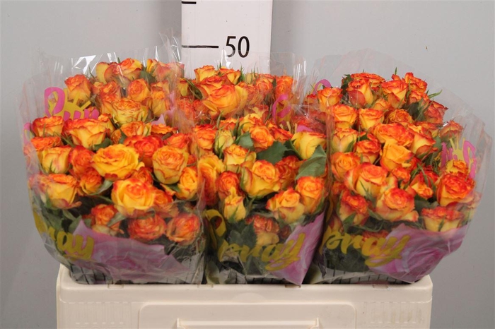 <h4>R Tr Eyeliner</h4>