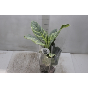 AGLAONEMA VARIADA P12 PREMIUM