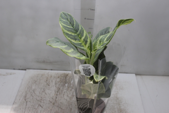 <h4>AGLAONEMA VARIADA P12 PREMIUM</h4>