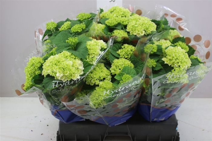 <h4>Hydrangea Crystal Palace 9-10</h4>