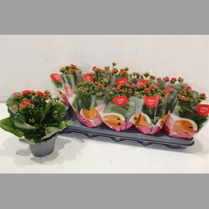 Kal Ge Rf Noelle Red