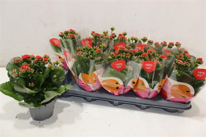 <h4>Kal Ge Rf Noelle Red</h4>