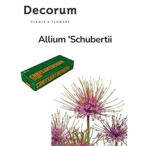 Allium Schubertii