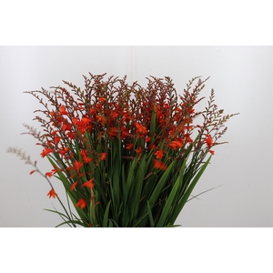 Crocosmia Klbl Red King