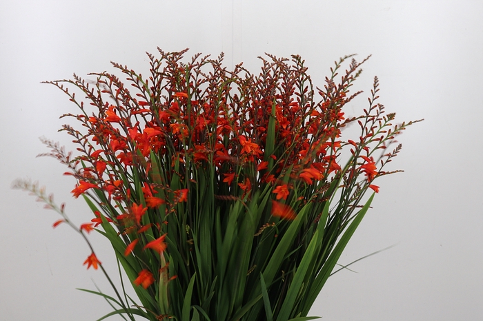 <h4>Crocosmia Klbl Red King</h4>