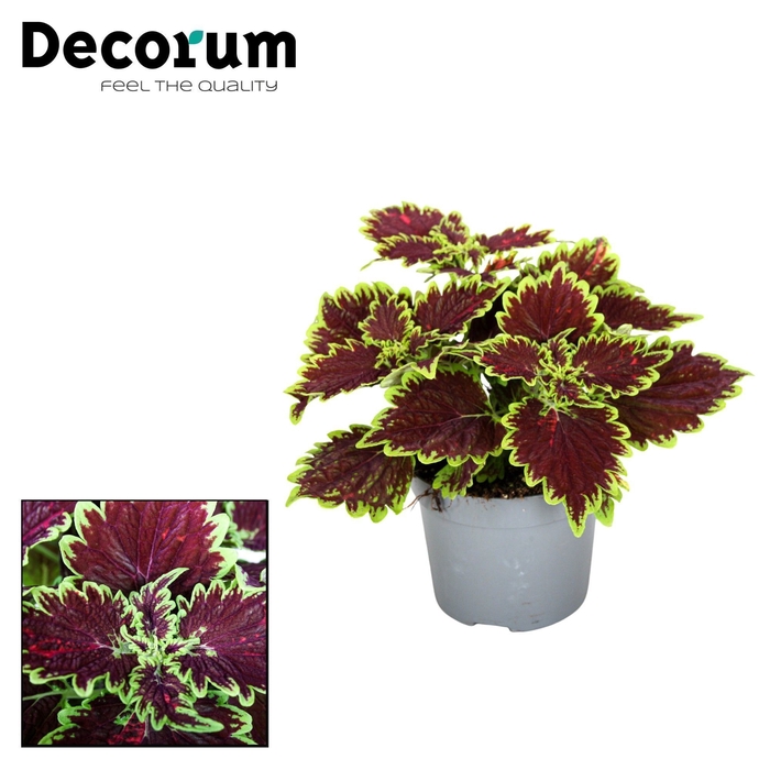 <h4>Coleus Bourbon Street Decorum</h4>