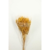 Dried Umbr. Plant Yellow Bunch