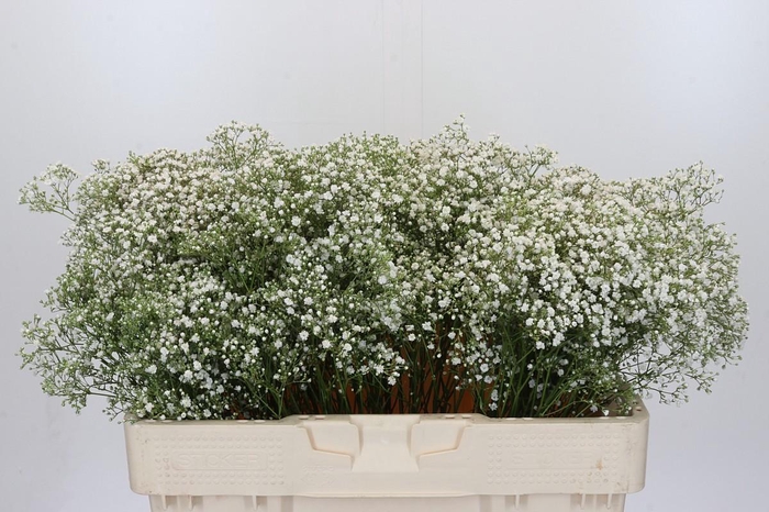 <h4>Gyps Zinzi Tyree</h4>