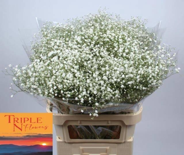 <h4>GYPS PA XLENCE</h4>