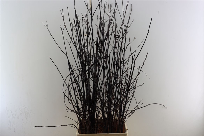 <h4>Prunus Ce Nigra 100cm Per Bunch</h4>