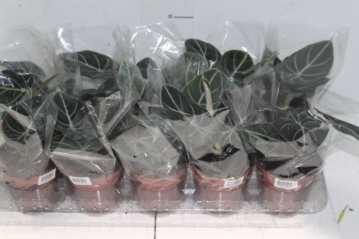 <h4>ALOCASIA BLACK P12</h4>