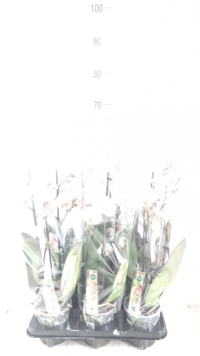 <h4>Phalaenopsis  'Corolla Beach'</h4>