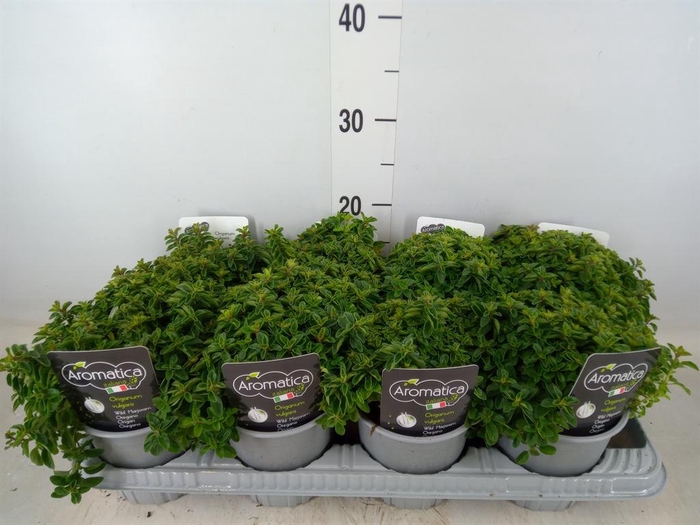 <h4>Origanum vulgare</h4>