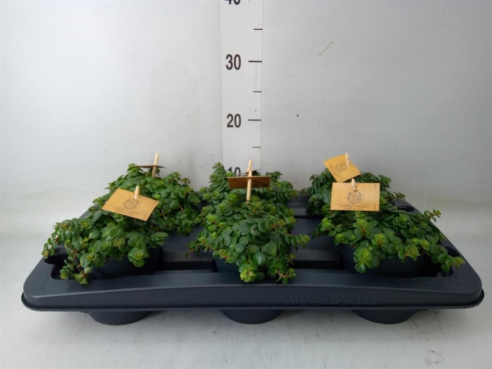 <h4>Sedum makinoi 'Kosmosje'</h4>